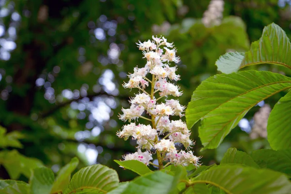 Bloesem van kastanje boom — Stockfoto