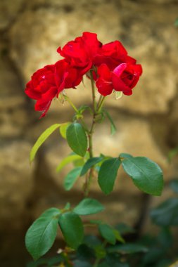 kırmızı gül tomurcuk bahçe içinde