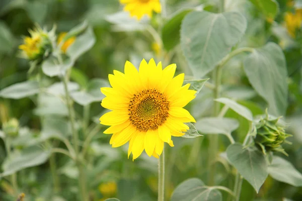 Zonnebloem in volle bloei in zonnebloemveld op een zonnige dag. — Stockfoto