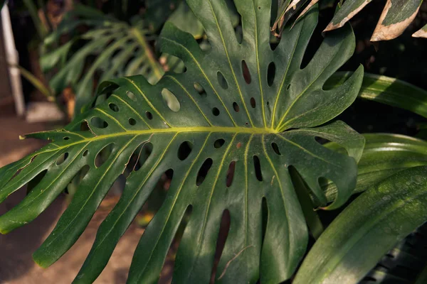 Groene Bloem Blad Achtergrond Bovenaanzicht Groene Blad Achtergrond — Stockfoto