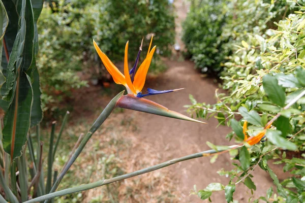Beautiful Colorful Exotic Bird Paradise Flower Leafy Green Forest Background — Φωτογραφία Αρχείου