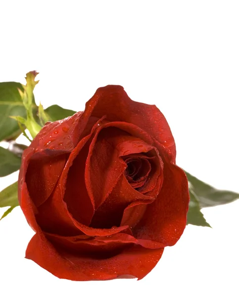 Rote Rose — Stockfoto