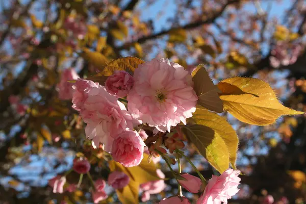 Pembe çiçekli bahar ağacı — Stok fotoğraf