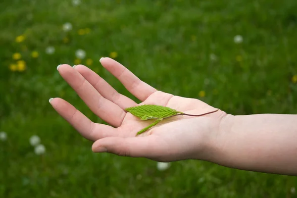 Frunză pe mână — Fotografie, imagine de stoc
