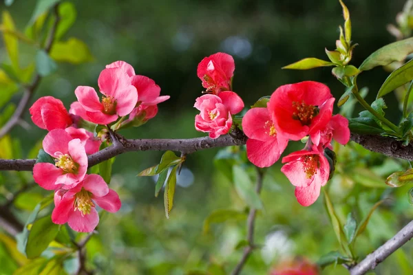 Fleurs brillantes et roses arbre de printemps — Photo