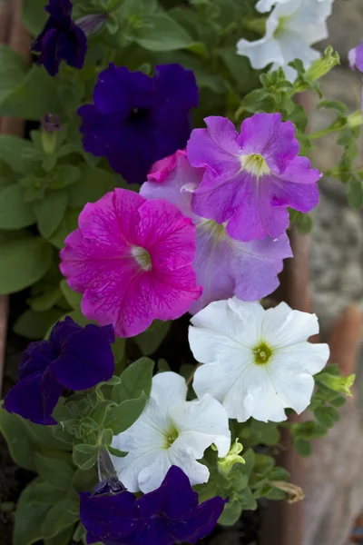 Bir tencerede yaz çiçek