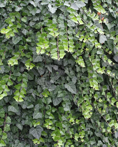 Textur oder Hintergrund der grünen Blätter — Stockfoto