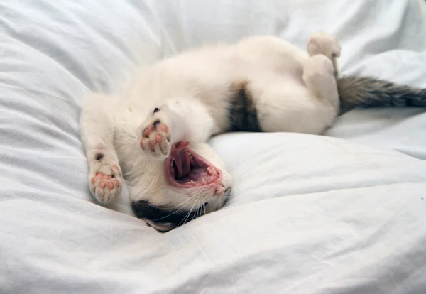 Luie kat op het Bed. — Stockfoto