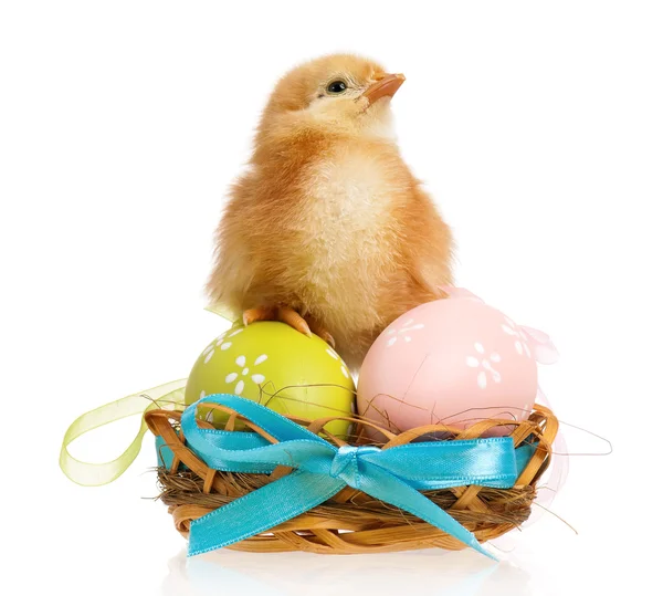 Little chicken in nest with Easter eggs — Stock Photo, Image