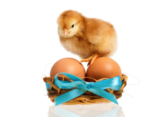 Pollito en el nido con huevos — Foto de Stock