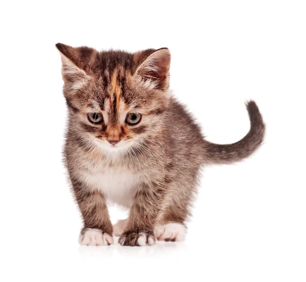 Cute little kitten isolated on white — Stock Photo, Image