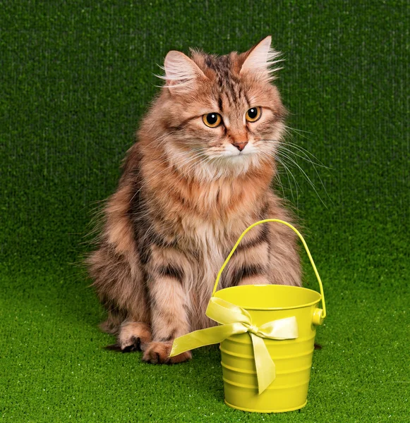 Schöne erwachsene sibirische Katze — Stockfoto