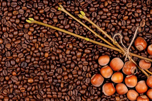 Koffiebonen en hazelnoten — Stockfoto