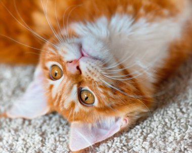 Kırmızı Maine Coon yavru kedi portresi