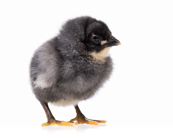 Black chicken isolated on white — Stock Photo, Image