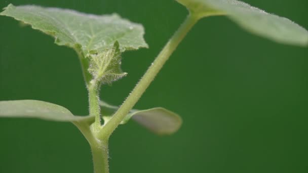 Cultivo de pepino en el jardín — Vídeo de stock