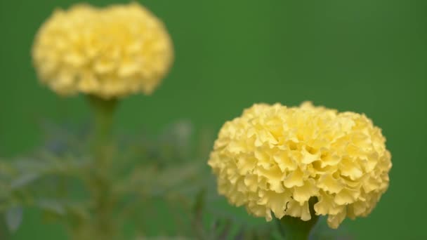 Marigold λουλούδι στον κήπο — Αρχείο Βίντεο