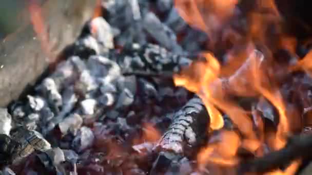 Preparação da grelha para churrasco — Vídeo de Stock