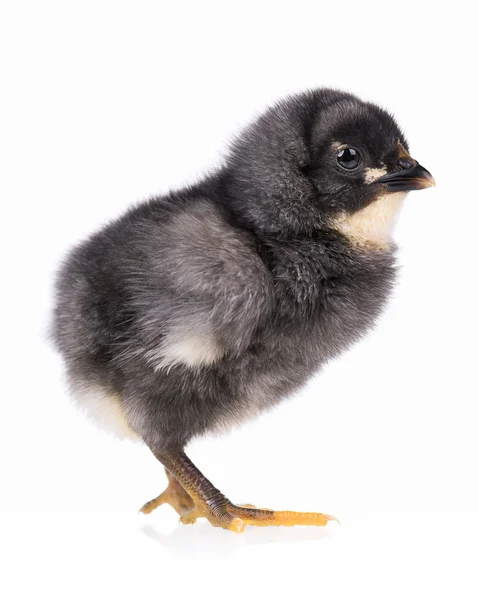 Kurczak czarno na białym tle — Zdjęcie stockowe