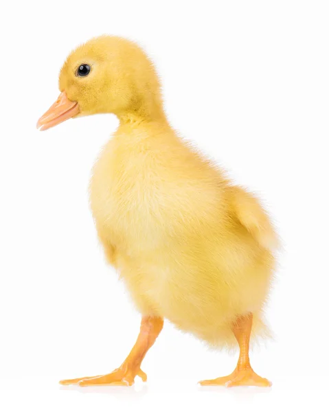 Cute little duckling — Stock Photo, Image