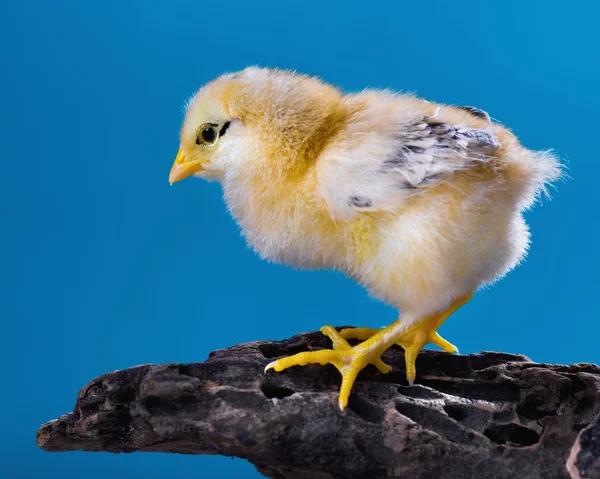 Cute little newborn chicken — Stock Photo, Image