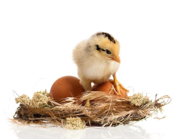 Newborn chick in nest — Stock Photo, Image