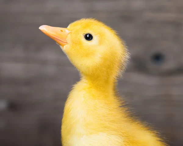 Portrait of newborn gosling — Stock Photo, Image