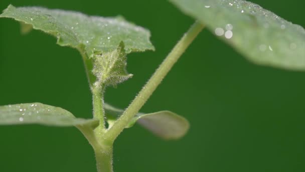 Komkommer groeien in de tuin — Stockvideo