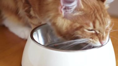 Maine Coon yavru kedi yemek