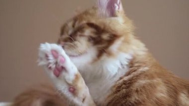 Maine Coon yavru kedi yıkar