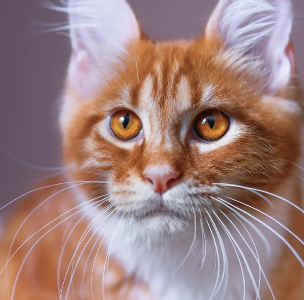 Retrato de Maine Coon gatito rojo —  Fotos de Stock