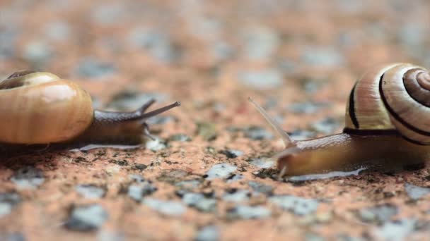 Snails on wet sidewalk — Stock Video