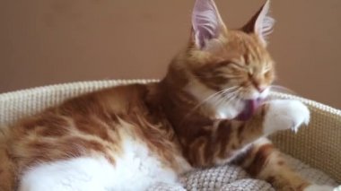 Maine Coon yavru kedi yıkar