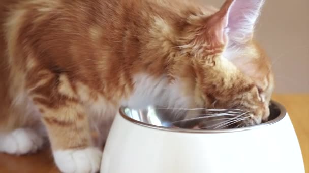 Maine Coon gatinho comendo — Vídeo de Stock