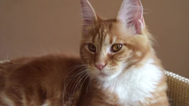 Maine Coon Kitten — Stock video