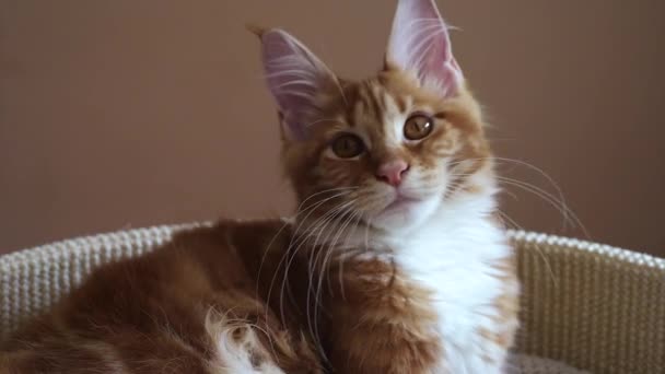 Maine coon gatito — Vídeo de stock