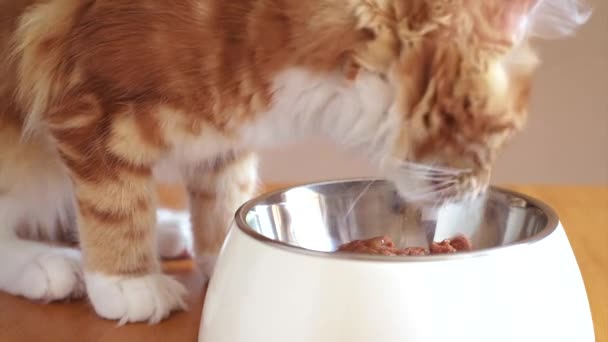 Maine Coon kitten jíst — Stock video