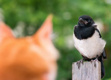 Kedi bir kuş avladı.