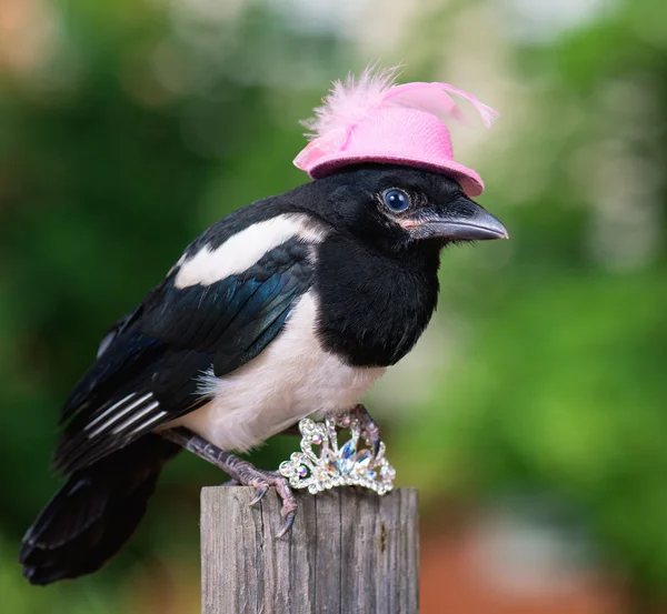 Bird in hat with jewelry — Stock Photo, Image