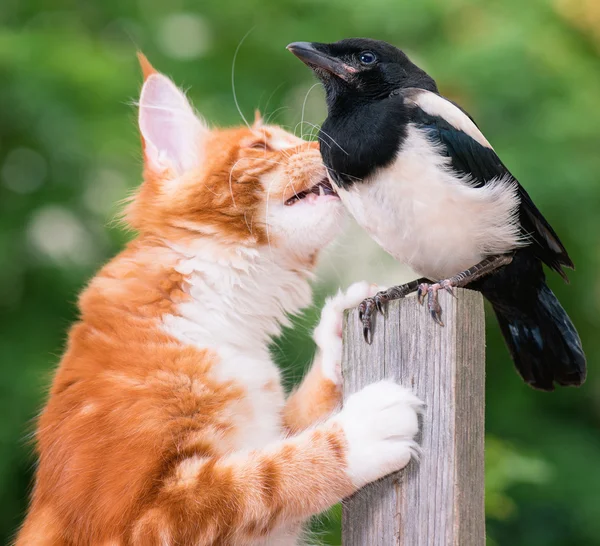 Kedi bir kuş avladı. — Stok fotoğraf