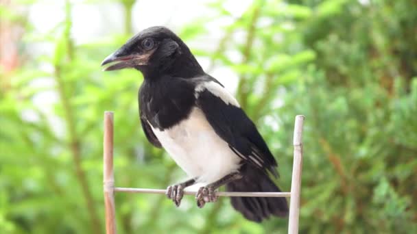 Magpie a bordo cerca — Vídeo de Stock