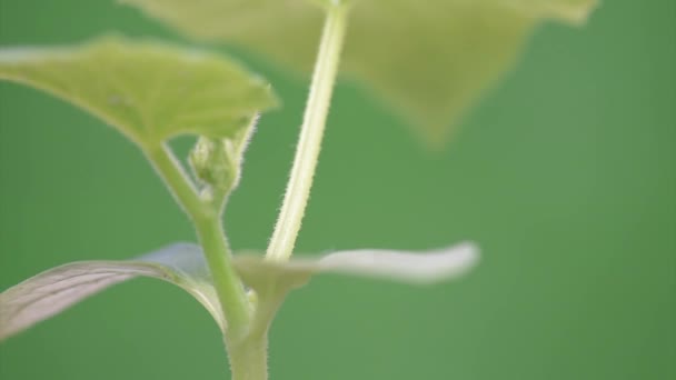 Komkommer groeien in de tuin — Stockvideo