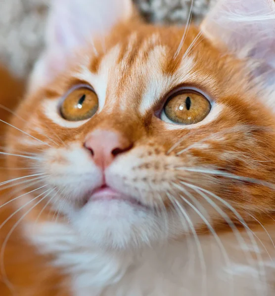 Maine coon gatinho — Fotografia de Stock