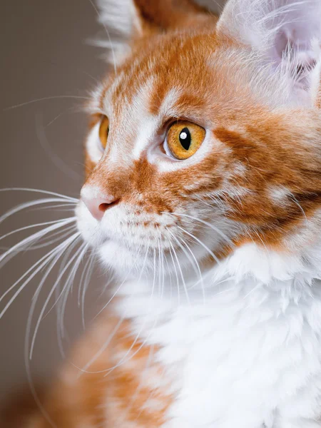 Maine Coon kitten — Stock Photo, Image