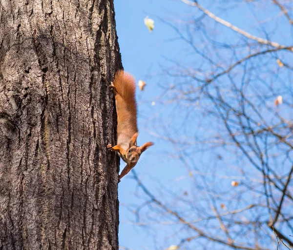 Eekhoorn op de boom — Stockfoto