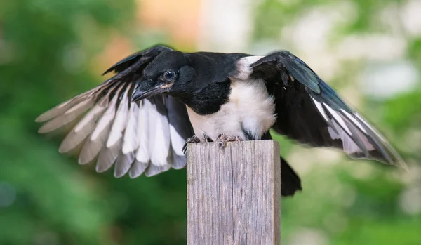 Bird on wooden fence — Stock Photo, Image