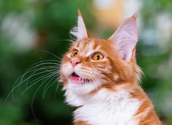 Maine Coon Kitten — Stock fotografie