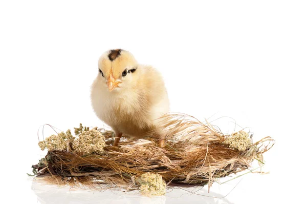 Neugeborenes Küken im Nest — Stockfoto