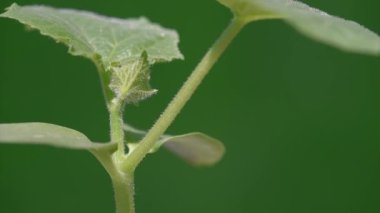 Bahçede salatalık yetişiyor.