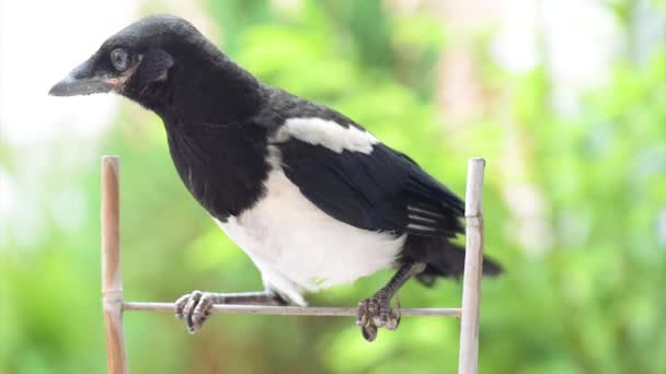Magpie on board fence — Stock Video